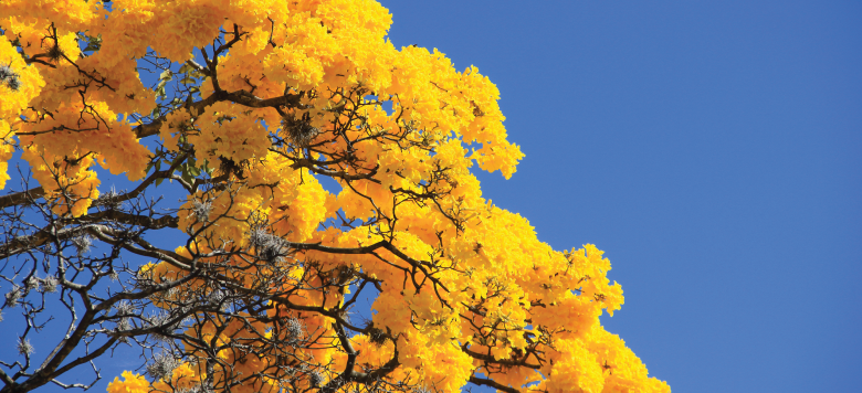 yellow leaves on tree branches against a clear blue sky