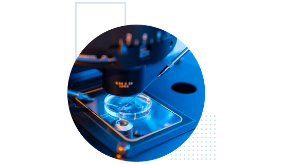 petri dish under microscope