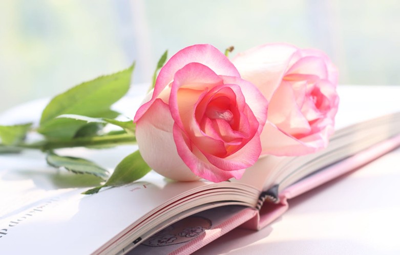Two pink and white roses resting on an open book