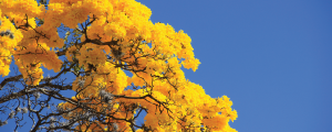 yellow tree with blue sky